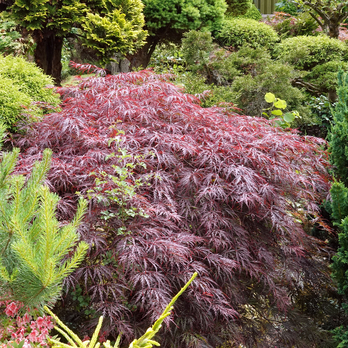 Japanischer Ahorn 'Garnet' - Acer palmatum dissectum Garnet - Bakker
