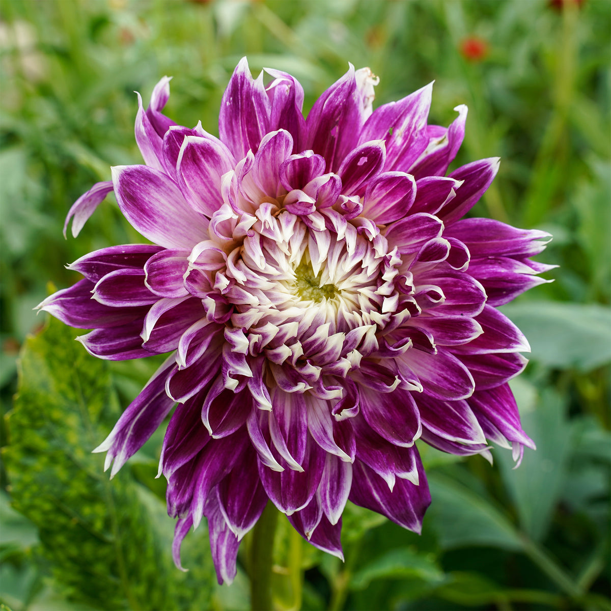 Großblütige Dahlie 'Vancouver' (x3) - Bakker