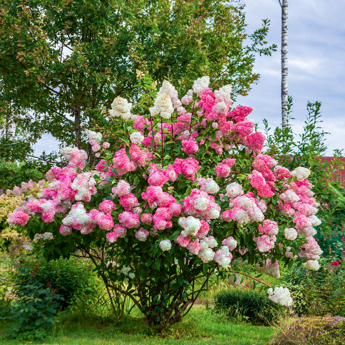 Rispenhortensie 'Vanille Fraise' - Bakker