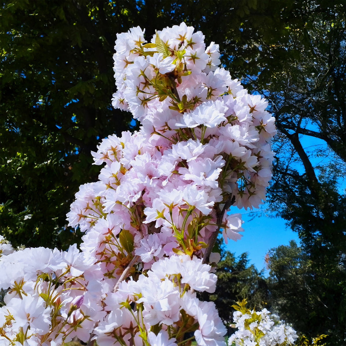 Prunus serrulata amanogawa - Säulenkirsche 'Amanogawa' - Japanische Kirschbäume - Prunus