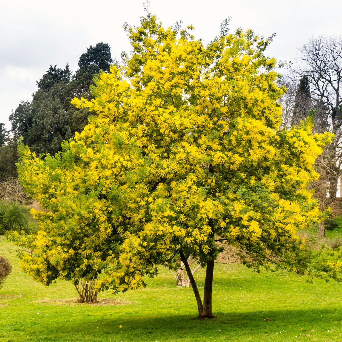 Acacia dealbata - Silber-Akazie - Terrassen- und Balkonpflanzen für Töpfe und Balkonkästen