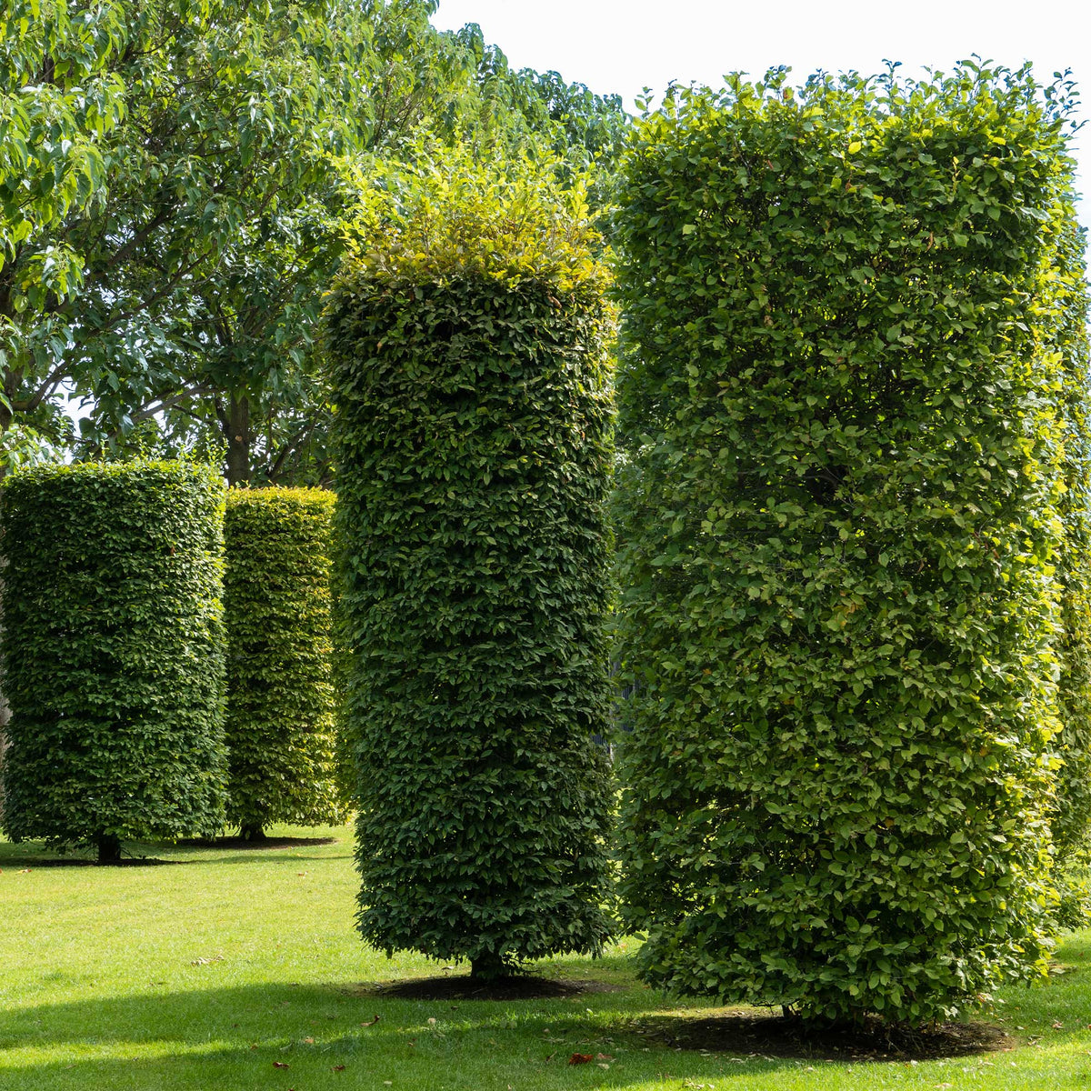 Hainbuche - Hainbuche - Carpinus betulus
