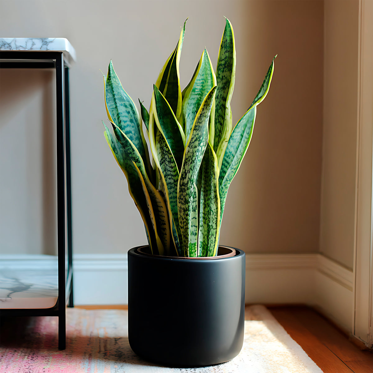 Verkauf Bogenhanf Sansevieria - Sansevieria futura Superba