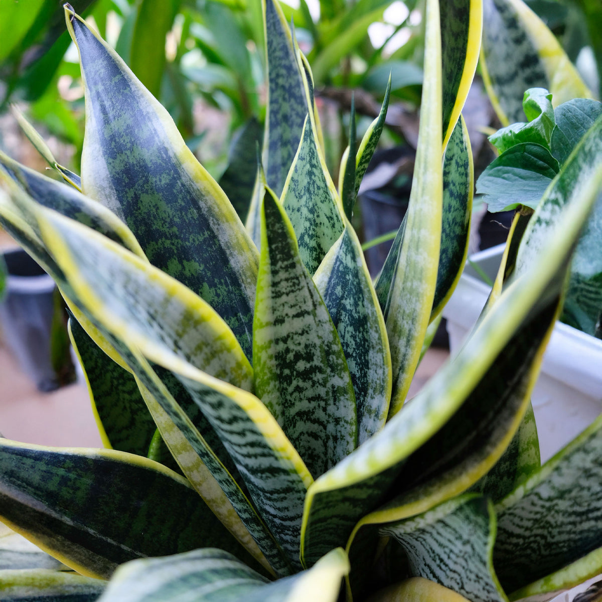 Bogenhanf Sansevieria - Sansevieria futura Superba - Bakker