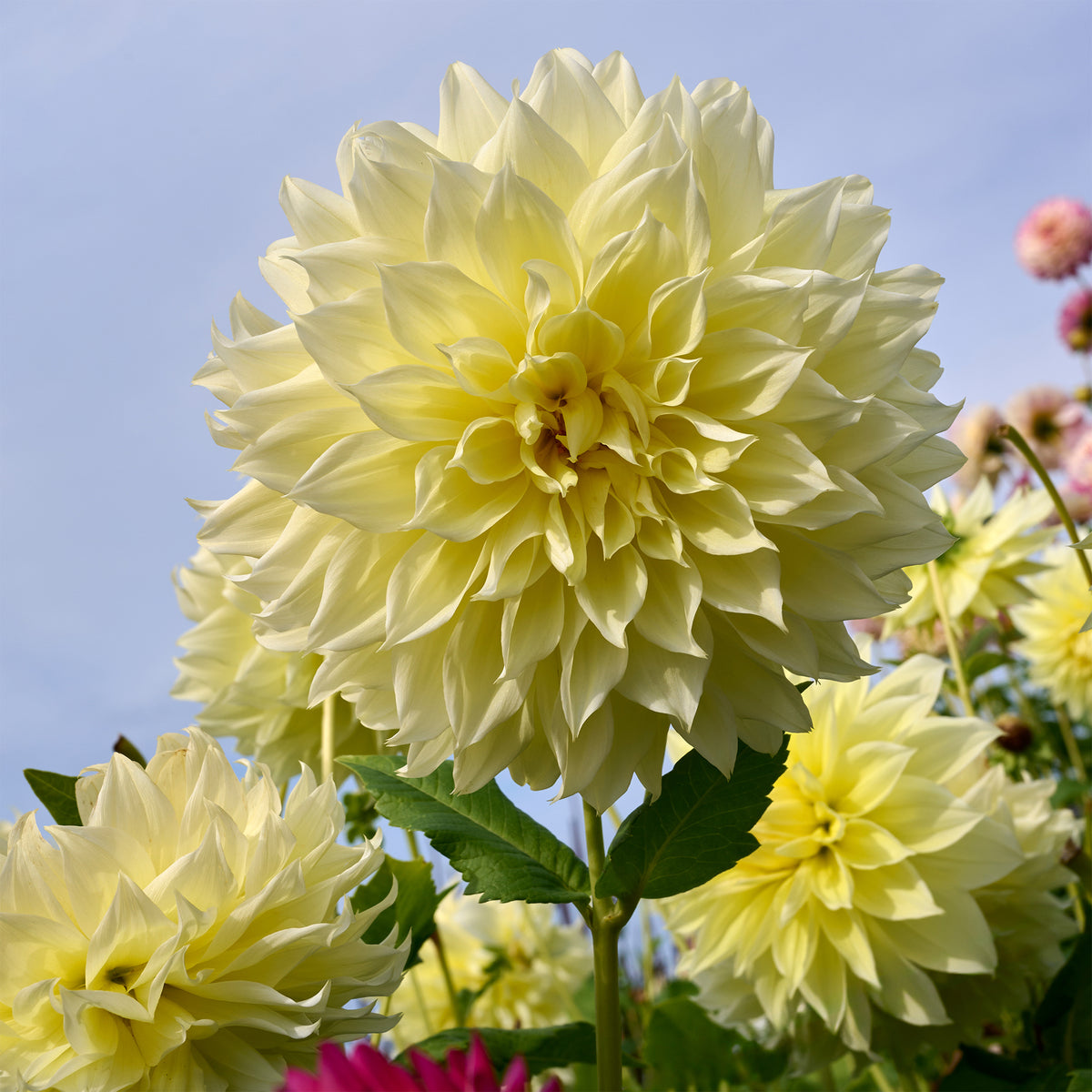 Dahlie 'Kelvin Floodlight' (x3) - Bakker