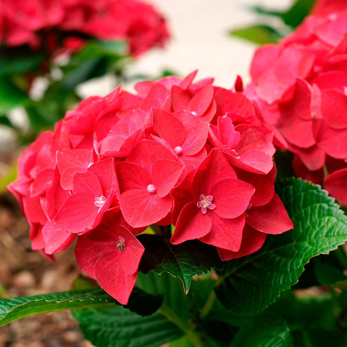 Hortensie rot 'Alpenglühen'