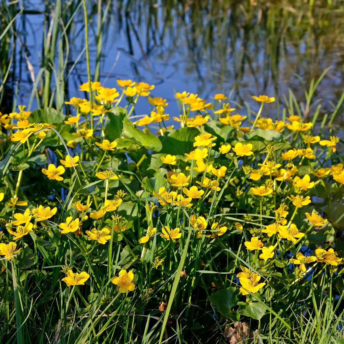 Sumpfdotterblume - Wasser-Ringelblume - Caltha palustris - Bakker