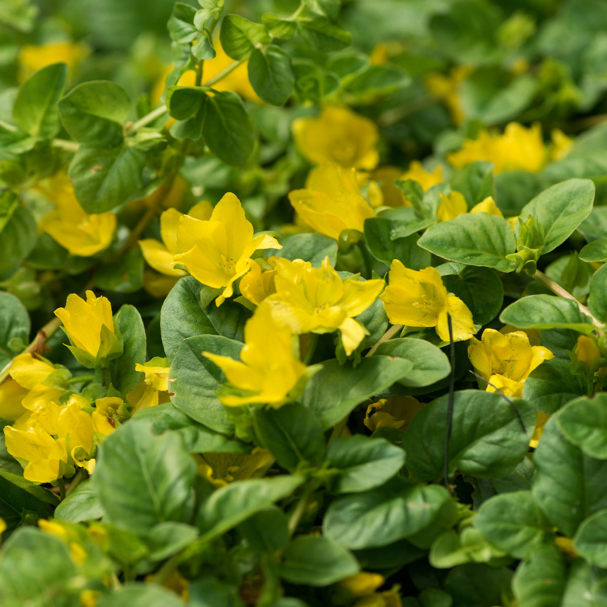 Lysimachia nummularia - Pfennigkraut - Alle Teichpflanzen