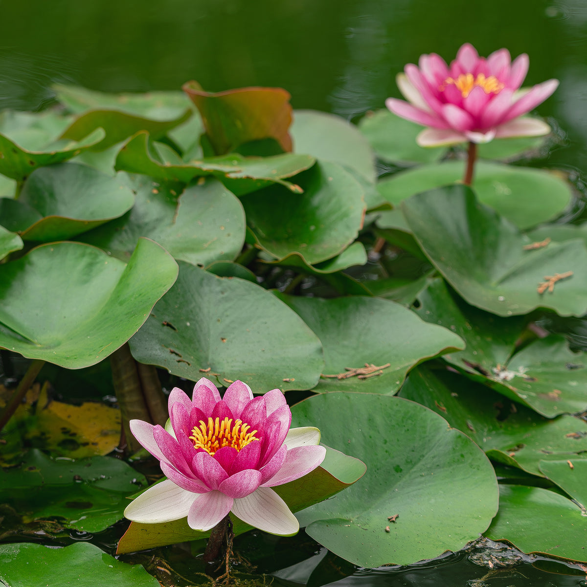 Seerose 'Pygmaea Rubra'