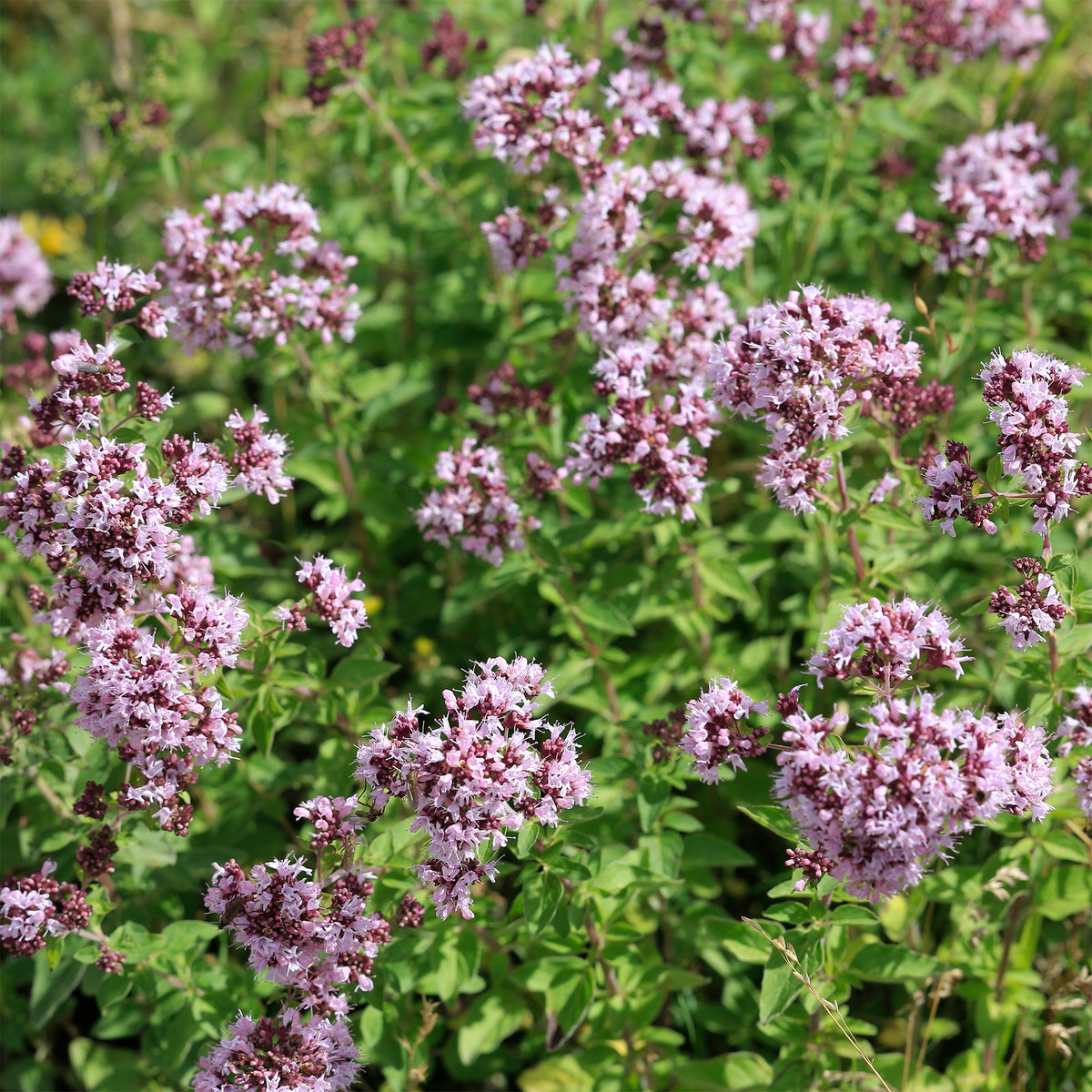 Echter Dost - Oregano - Bakker