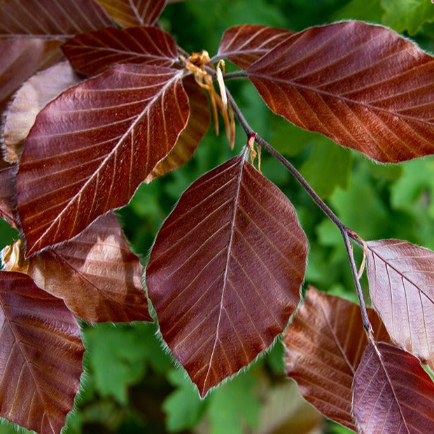 Hainbuchen und Hornbäume - Rotbuche 'Atropurpurea' - Fagus sylvatica purpurea