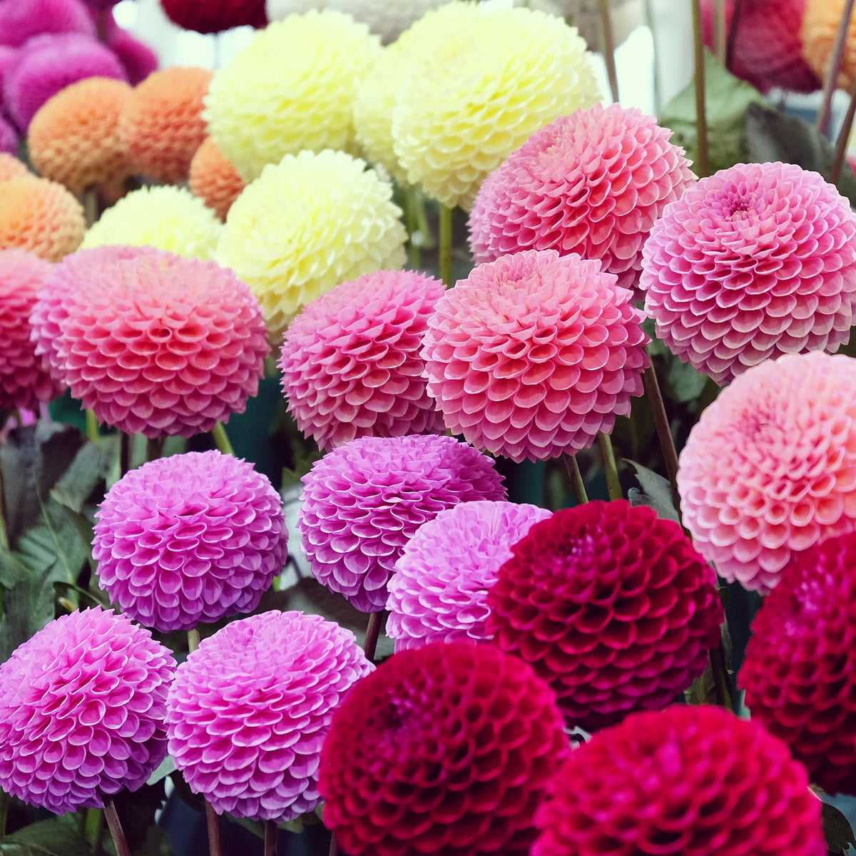 Dahlien Mischung 'Origami Honey' (x5)