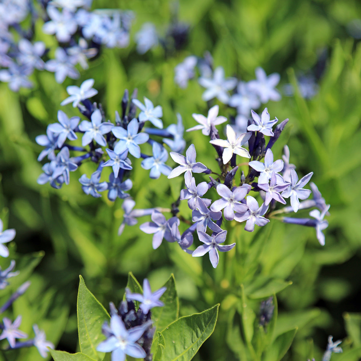 Röhrenstern 'Blue Ice'