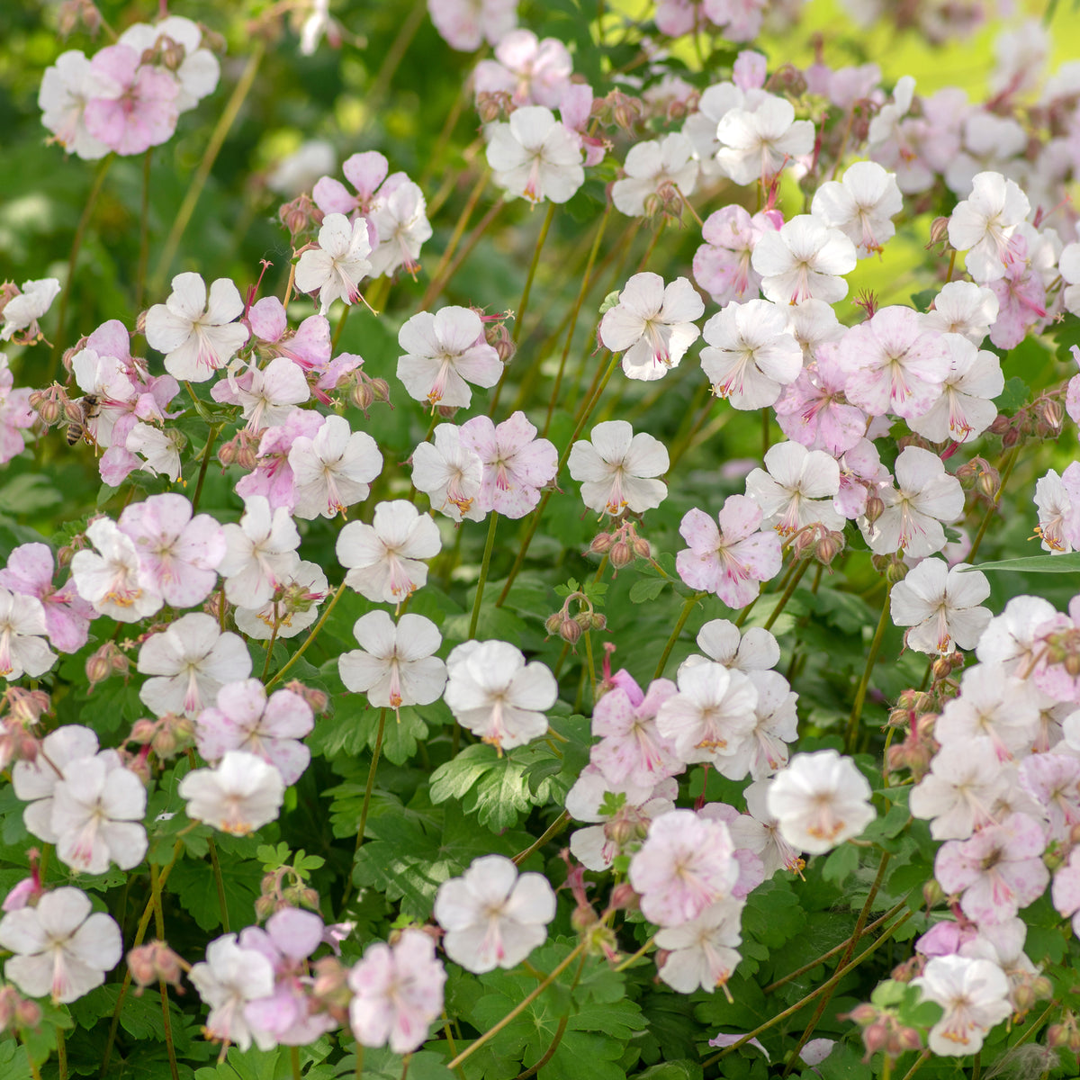 Storchschnabel 'Biokovo' - Geranium cantabrigiense Biokovo - Bakker