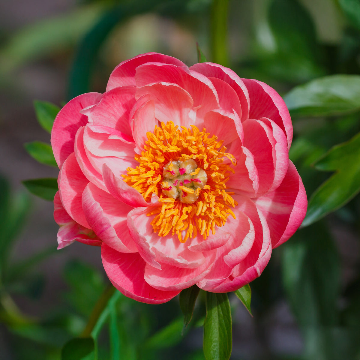 Pfingstrose Paeonia 'Coral Sunset' - Bakker