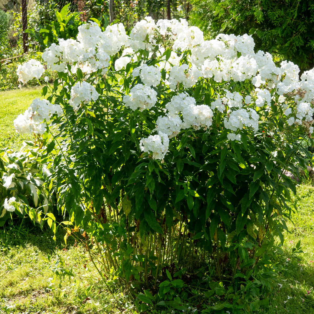 Phlox paniculata white admiral - Hohe Flammenblume 'White Admiral' - Phlox