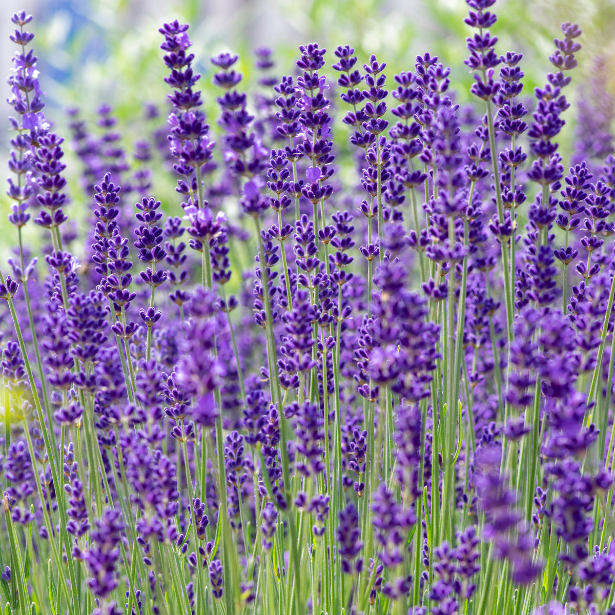 Echter Lavendel 'Hidcote' - Lavandula angustifolia Hidcote - Bakker