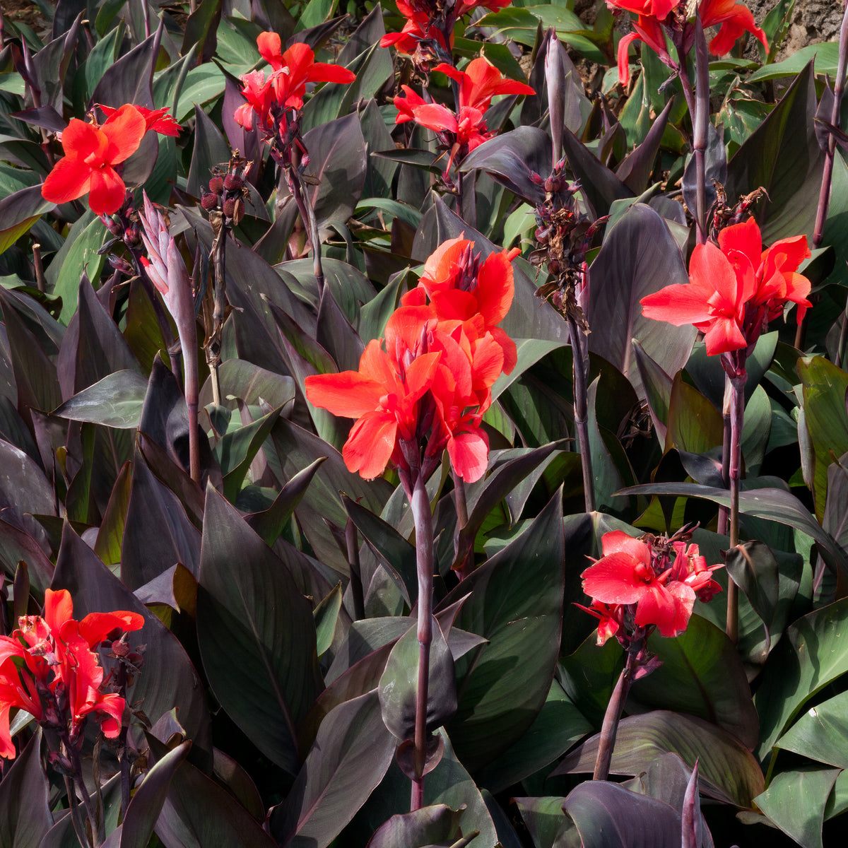 Canna - Blumenrohr - Indisches Blumenrohr 'Red Futurity' (x2) - Canna 'red futurity'