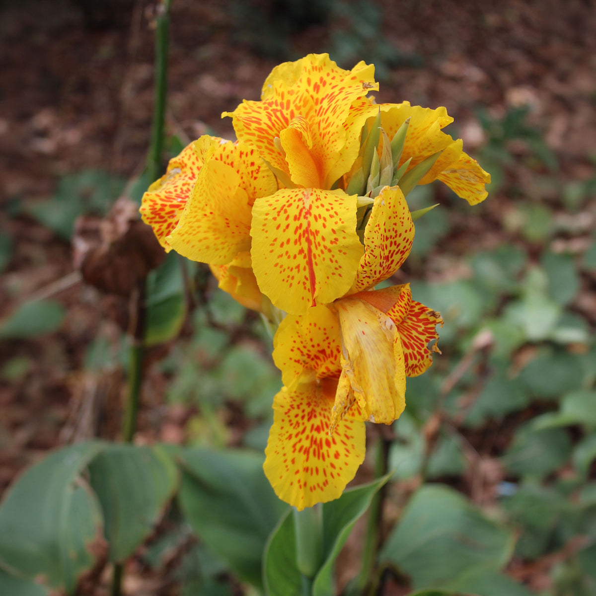 Indisches Blumenrohr 'Tropical Yellow' (x2) - Bakker