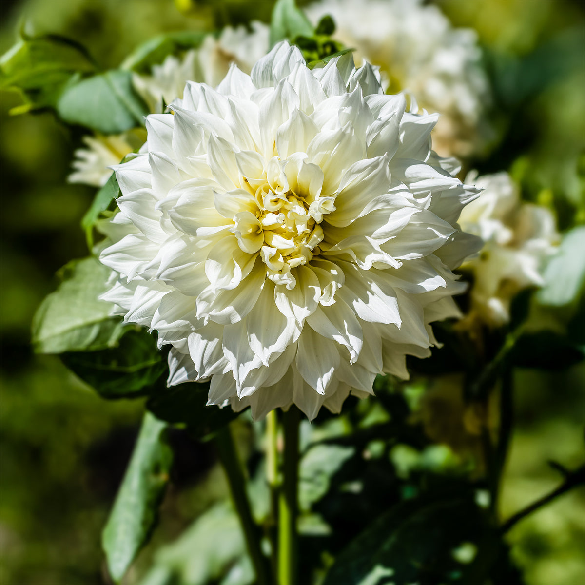 Dahlie 'Fleurel' (x3) - Dahlia 'fleurel' - Bakker