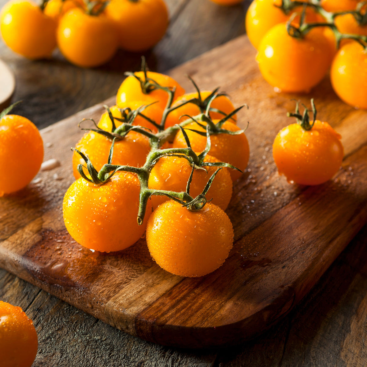 Gelbe Cherrytomate ‚Raisin‘ - Solanum lycopersicum cocktail raisins jaunes - Bakker