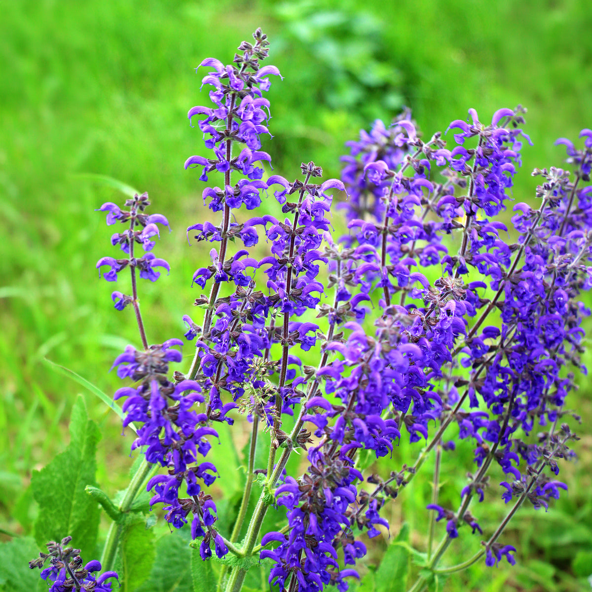 Wiesensalbei - Bakker