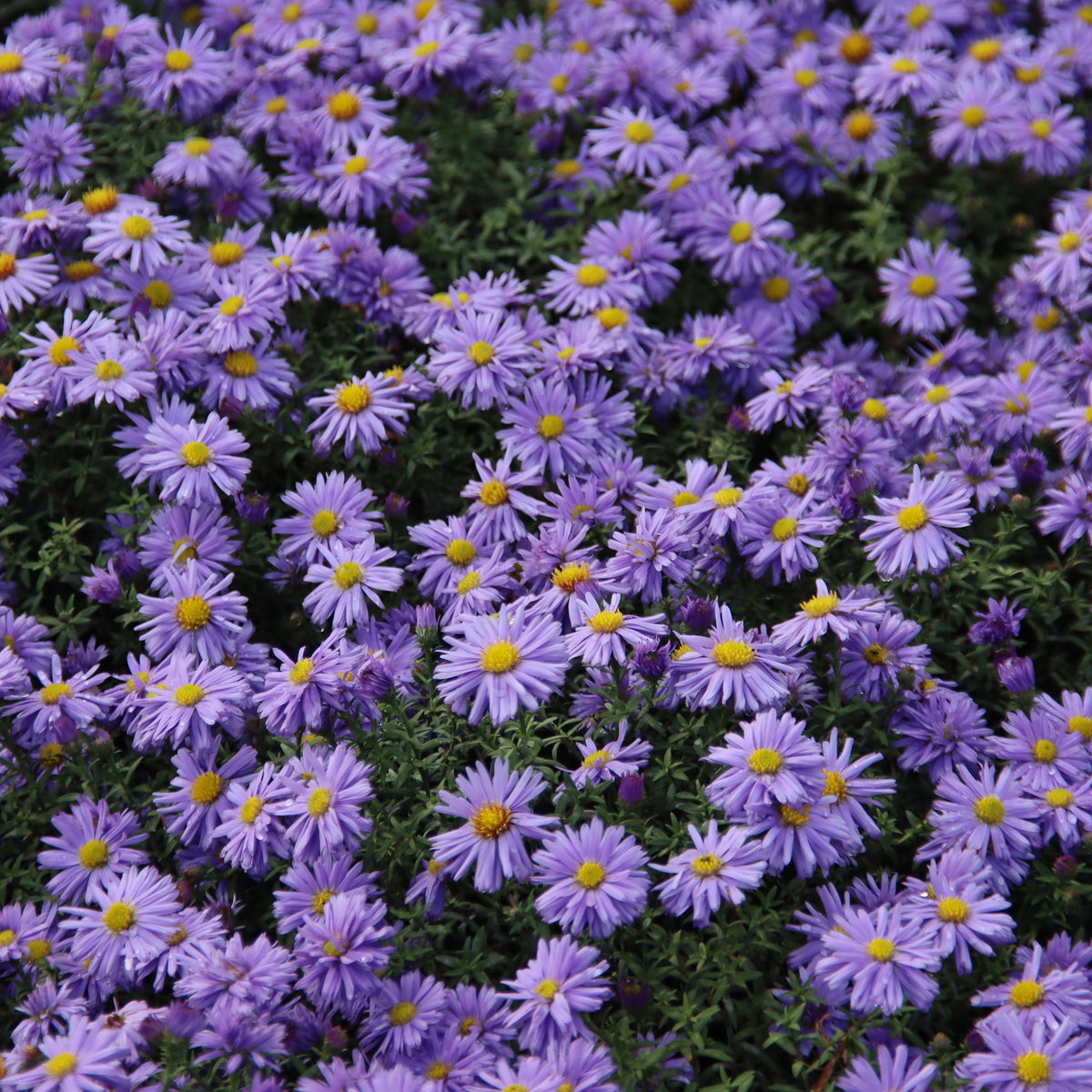 Kissenaster ‘Lady in Blue’