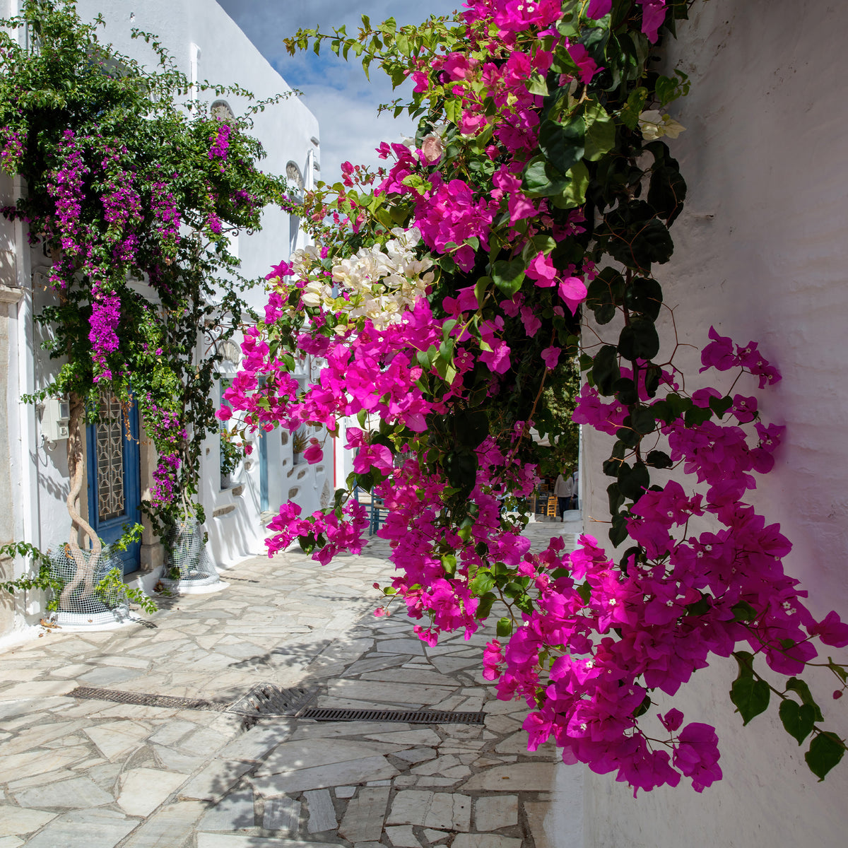 Verkauf Bougainvillea rosa - Bougainvillea pink