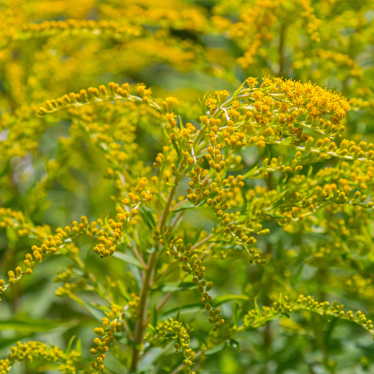 Goldrute (x5) - Solidago luteus - Bakker
