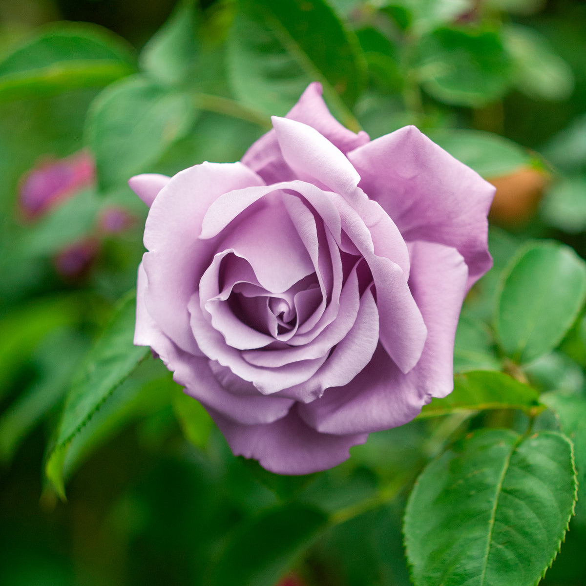Strauchrose Walztime - Bakker