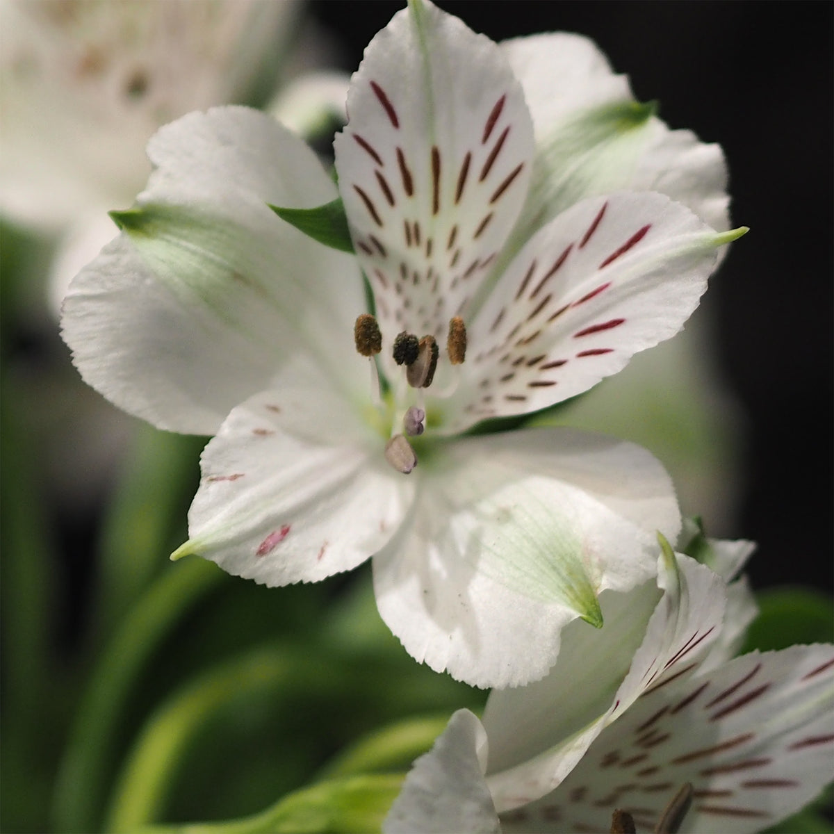 Alstroemeria Majestic Mazé - Inkalilie Majestic Mazé - Alstroemeria - Inkalilie