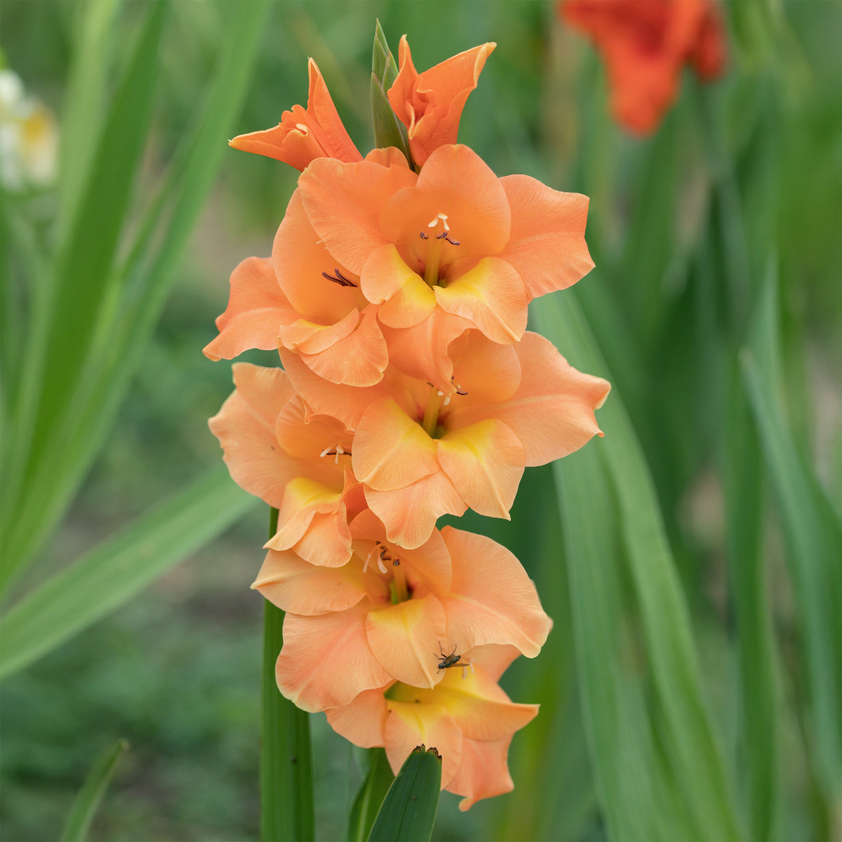 Gladiolus Cornelli - Großblütige Hybrid-Gladiolen Cornelli (x15) - Gladiole-Zwiebeln