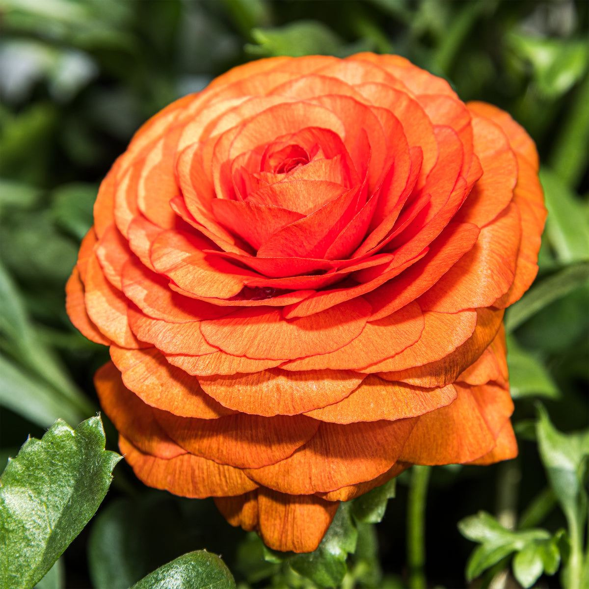 Asiatische Ranunkeln ‘Orange Flame’ (x10) - Bakker