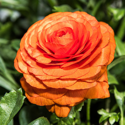 Asiatische Ranunkeln ‘Orange Flame’ (x10) - Bakker