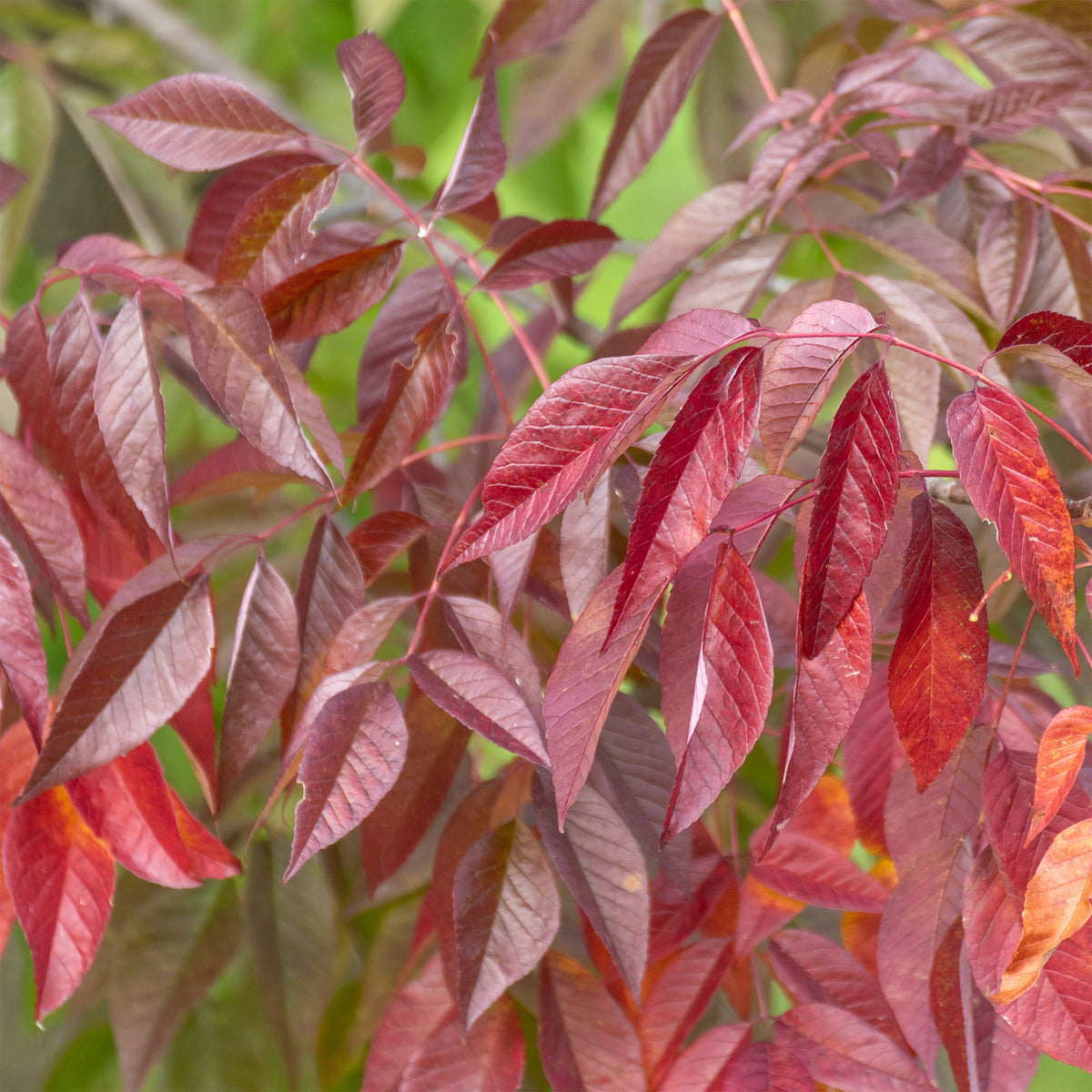 Weiß-Esche 'Autumn Applause' - Bakker