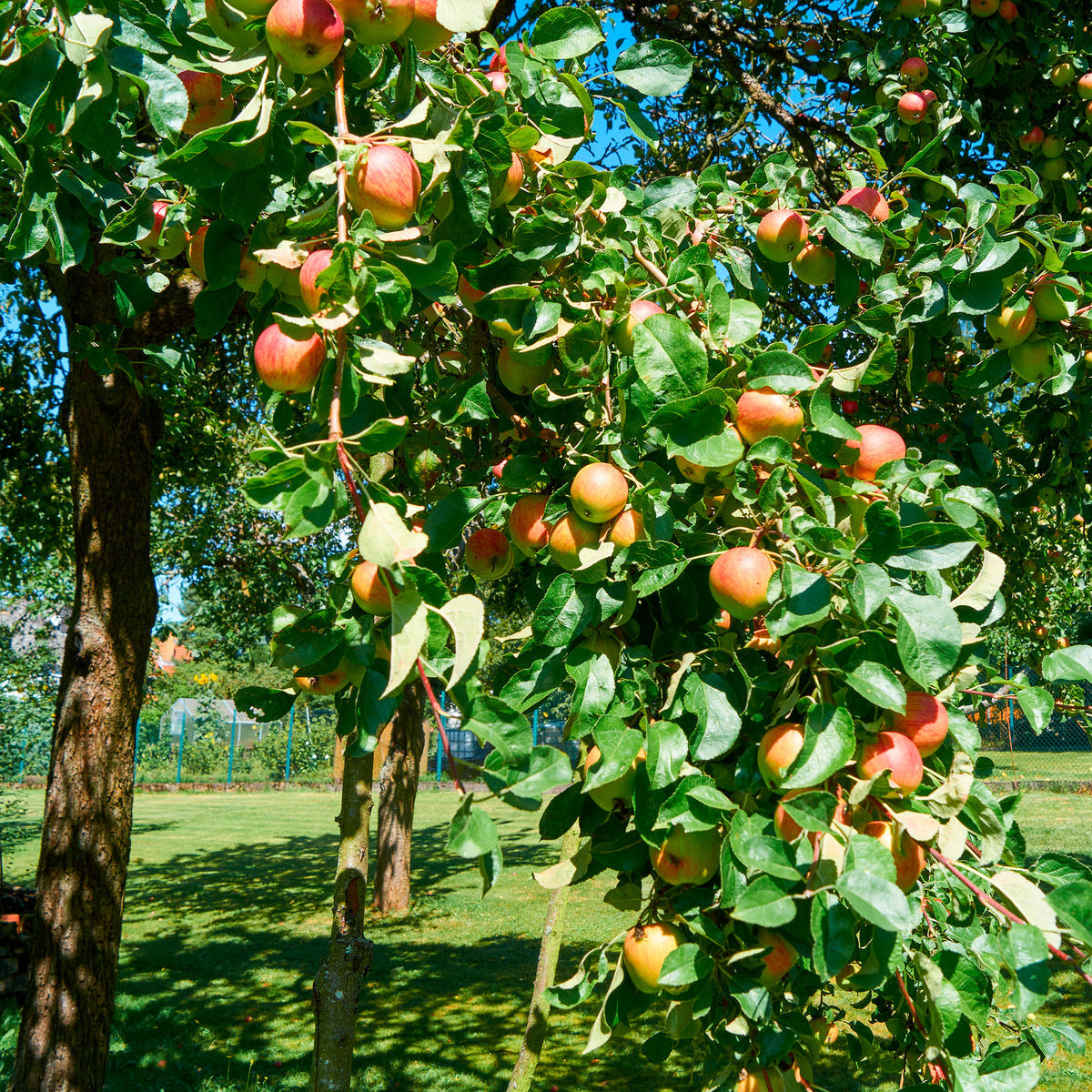 Apfelbäume - Apfel Braeburn - Malus domestica Braeburn