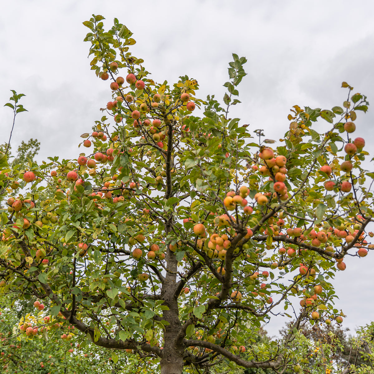 Apfel Gravensteiner - Bakker