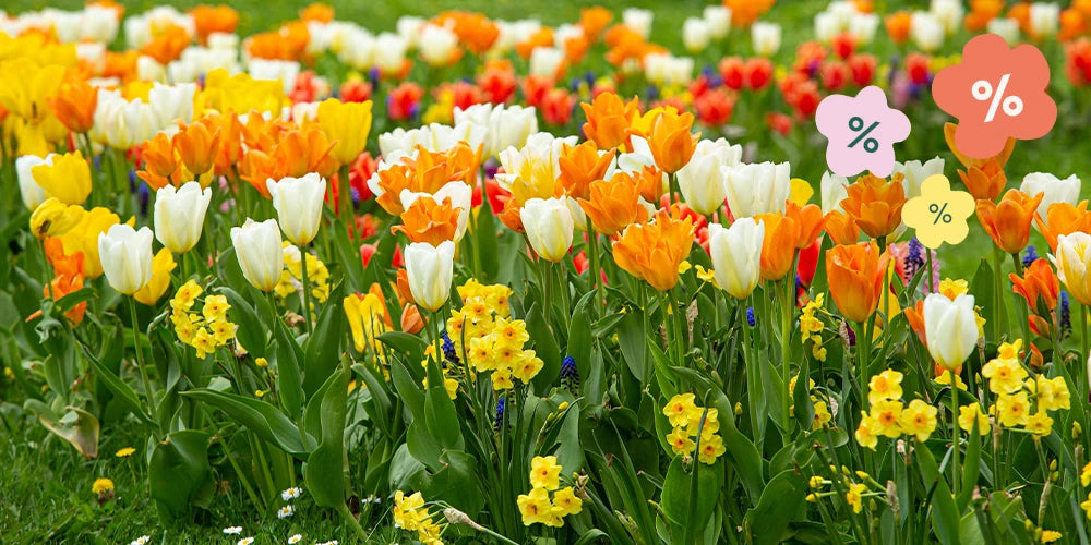 Verpassen Sie die Blumenzwiebelsaison nicht!