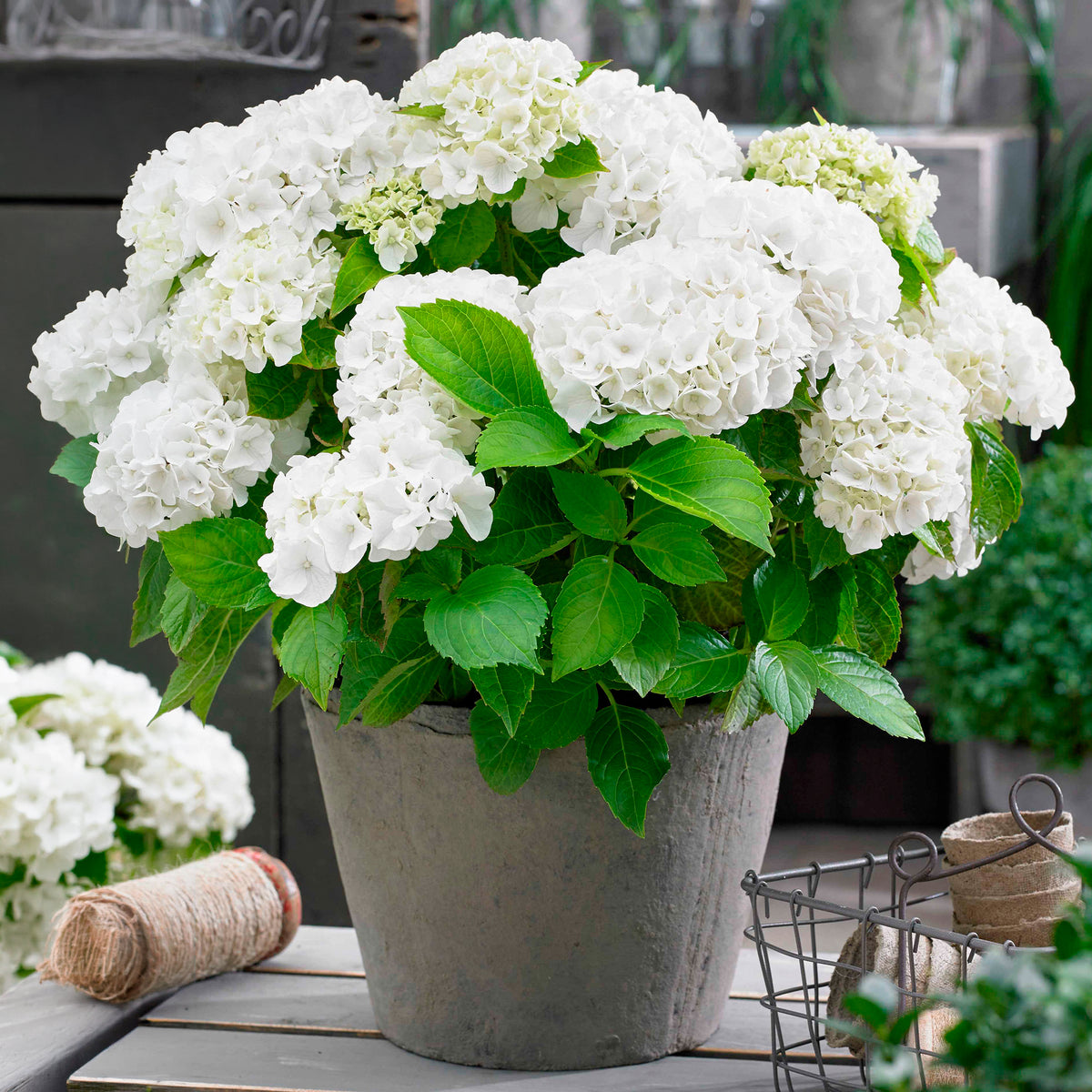 Hortensie weiß