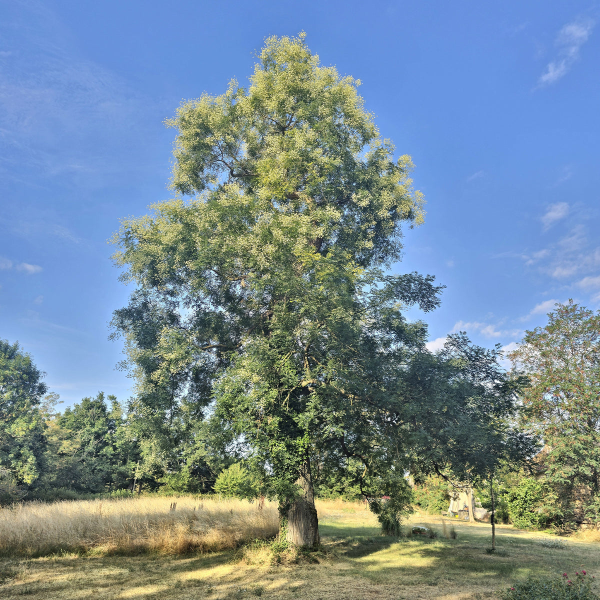 Japanischer Schnurbaum - Sophora japonica - Bakker