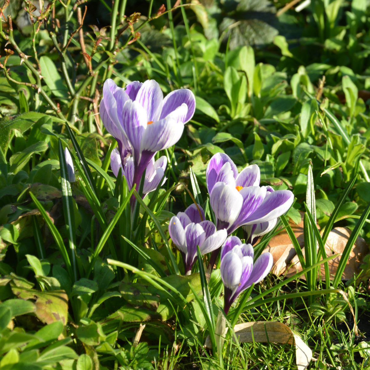 Verkauf Krokus 'Pickwick' (x15) - Crocus vernus pick wick