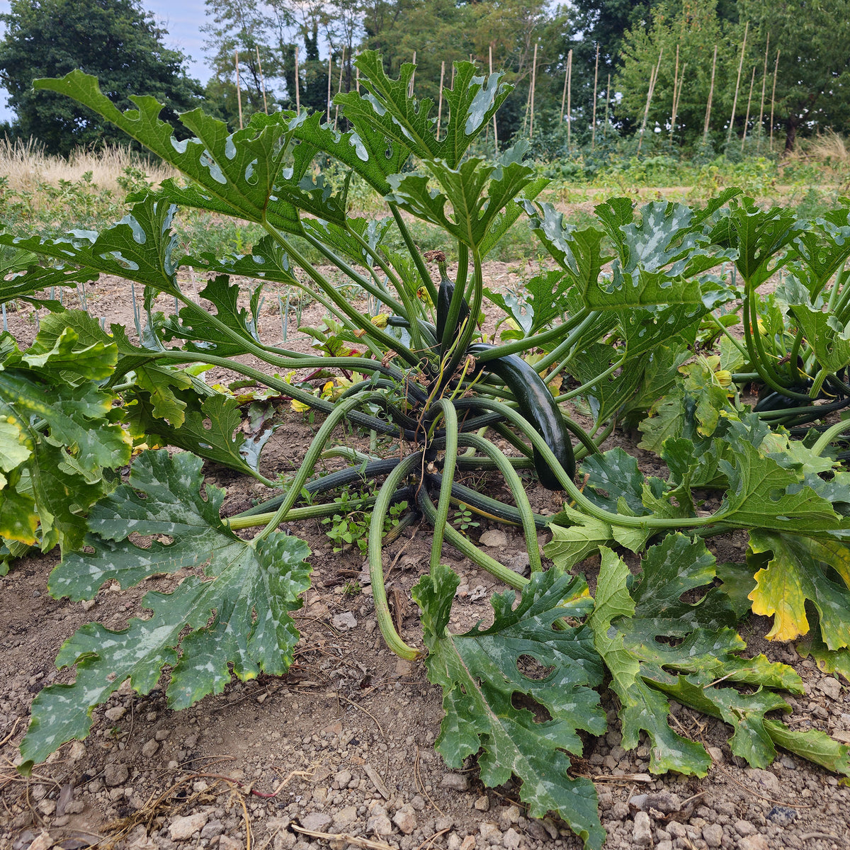 Zucchini 'Black Beauty' - Bakker