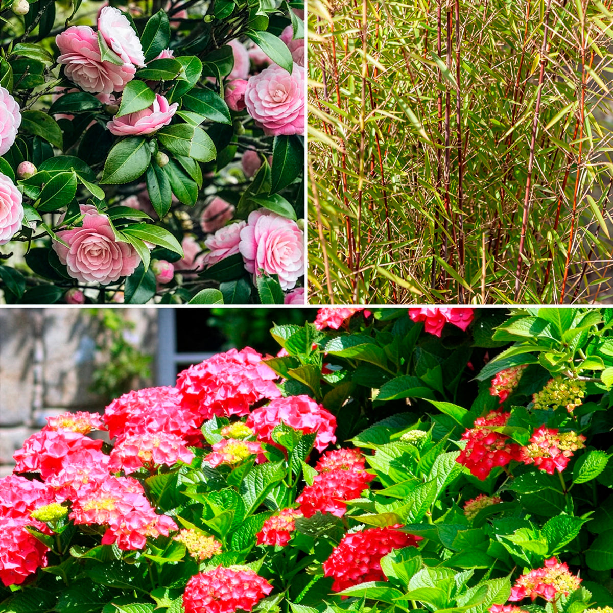 Schatten-Sträucher-Kollektion Hortensie, Kamelie, Bambus (x3) - Bakker