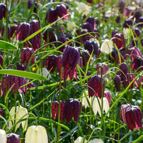 Schachblumen Mischung (x30) - Bakker