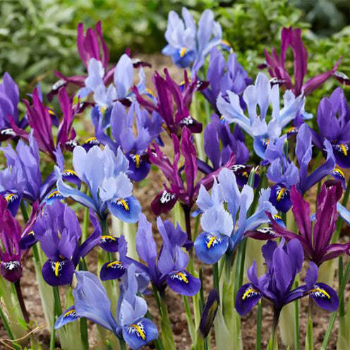 Zwerg-Iris Mischung (x25) - Bakker
