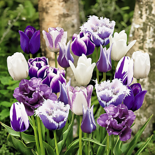 Tulpen 'Paradis' Mischung (x20) - Bakker