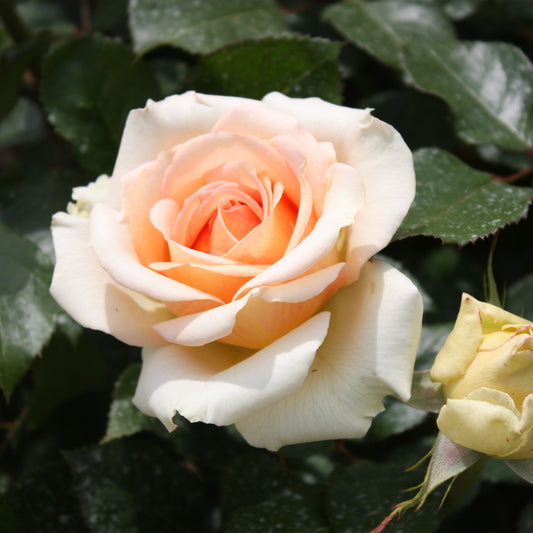 Rose ‘Tahiti’ - Bakker