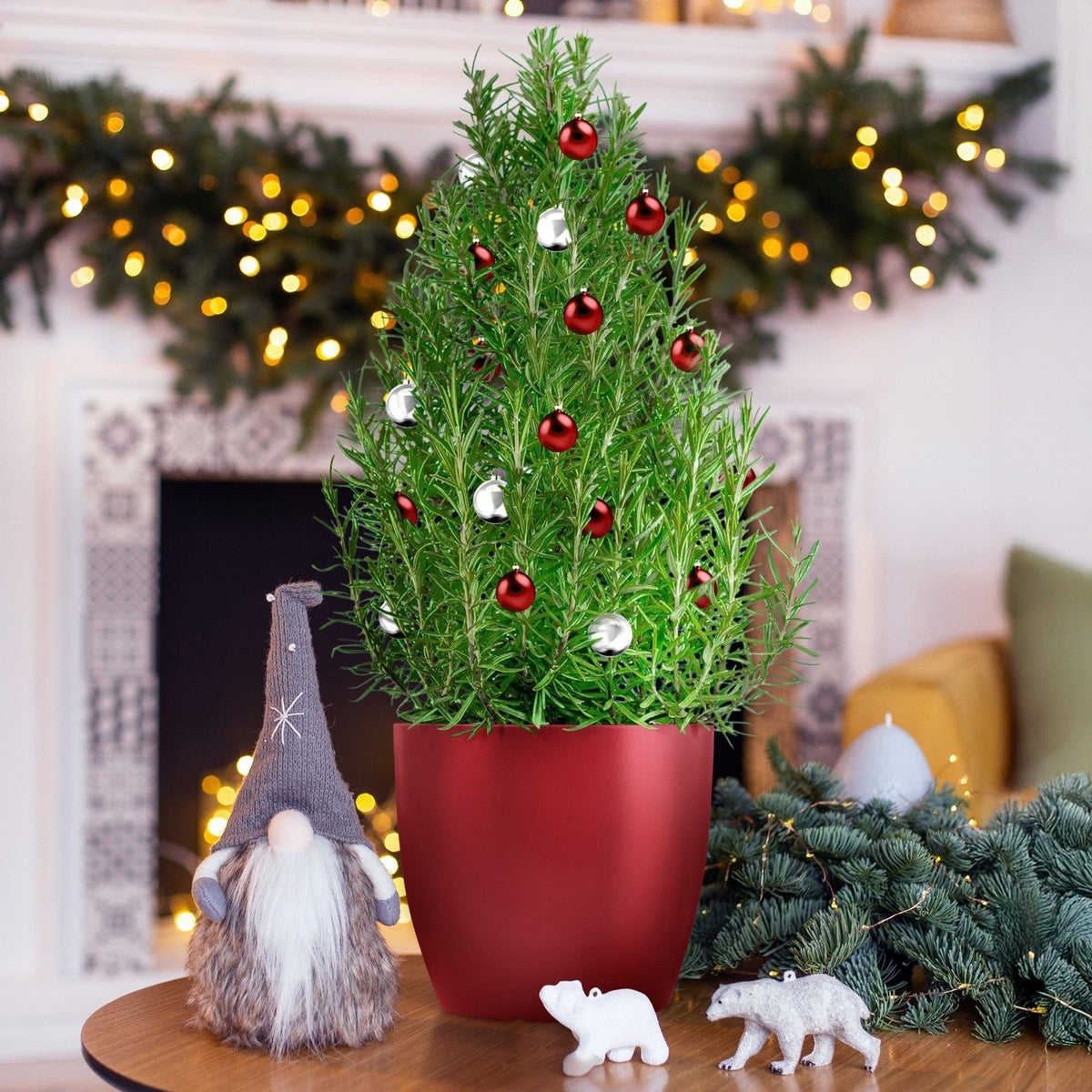 Rosmarin ' Weihnachtsbaum' - Bakker
