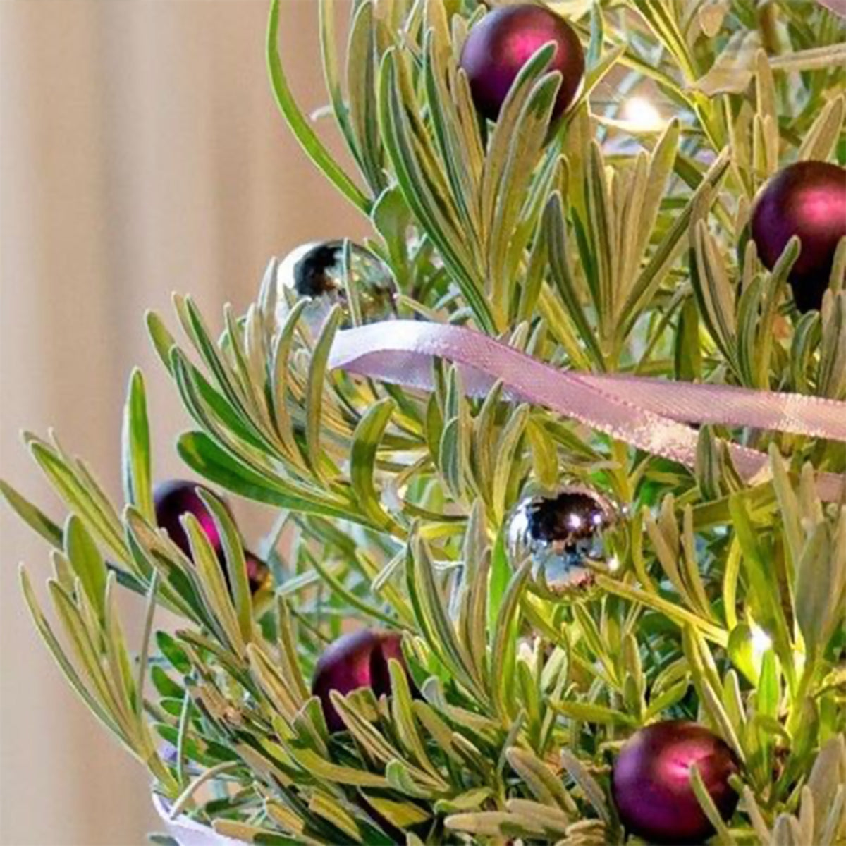 Lavendel ' Weihnachtsbaum' - Lavandula angustifolia Christmas Tree - Bakker