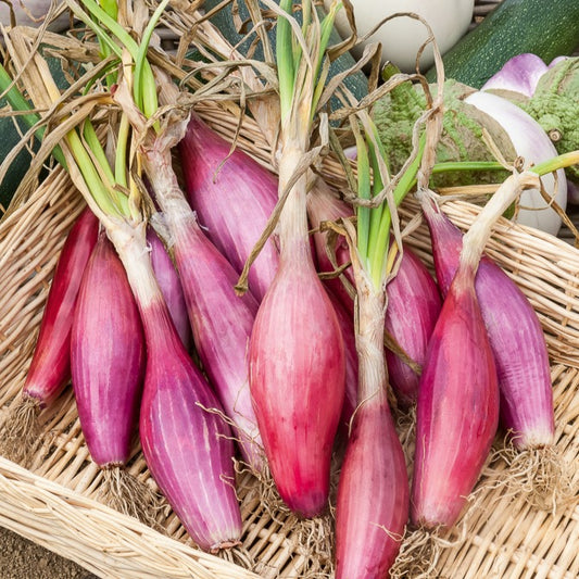 Rote, lange Zwiebel ‘Long de Florence’ - Bakker